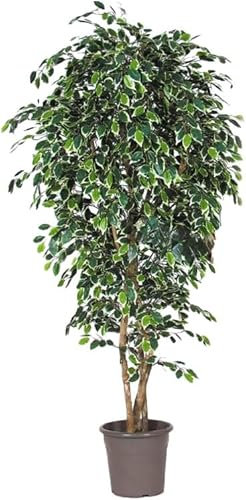 artplants.de Decorative weeping fig LUDGARDIS, green-white, 125cm