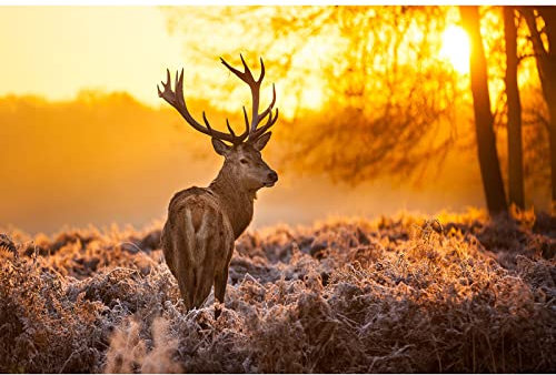 WACYDSD Puzzle Adulte 1000 Pièces Puzzle 3D Hdpictures Décor À La Maison Salon Forêt des Animaux De Cerfs Art Mural Lever De Soleil Affiche du Wapiti