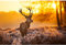 WACYDSD Puzzle Adulte 1000 Pièces Puzzle 3D Hdpictures Décor À La Maison Salon Forêt des Animaux De Cerfs Art Mural Lever De Soleil Affiche du Wapiti