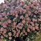 Brise Parfum®, rosa rampicante in vaso di Rose Barni®, pianta rifiorente Treillage®, altezza raggiunta fino a 3,5 metri, rifiorente con fiori a grappoli rosa chiaro molto profumati, Cod.20010