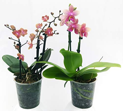 POWERS TO FLOWERS - ORCHIDEA PHALAENOPSIS PROFUMATE. DUSTY BELLE e LIODORO, vaso 12cm, Piante vere