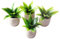 predolo 4 1/12 Puppenhaus Miniaturen Pflanzen Sago Cycas Modell Dekoration