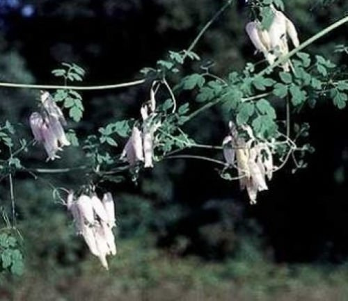 Graines de vigne grimpante Adlumia fungosa: PAQUET DE 100 GRAINES
