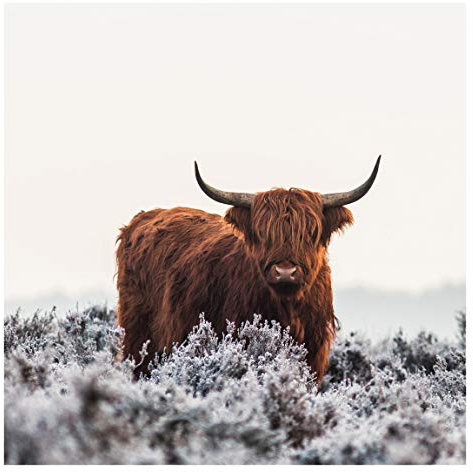 Bilderwelten Bison Fototapete Tiere inkl. Kleister 288x288cm - Vliestapete Made in Germany - Fototapete Rind Schlafzimmer - Tapete Wildrind - Wandtapete Wohnzimmer Flur T_3133