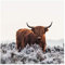 Bilderwelten Bison Fototapete Tiere inkl. Kleister 288x288cm - Vliestapete Made in Germany - Fototapete Rind Schlafzimmer - Tapete Wildrind - Wandtapete Wohnzimmer Flur T_3133