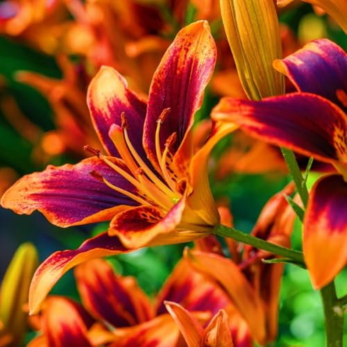 Lilium knollen zwiebeln,blumenzwiebeln mehrjährig winterhart,lilien im topf,lilien zwiebeln winterhart mix,dekorative blumen,Ausgezeichnete Verzierung.-4 zwiebeln-B