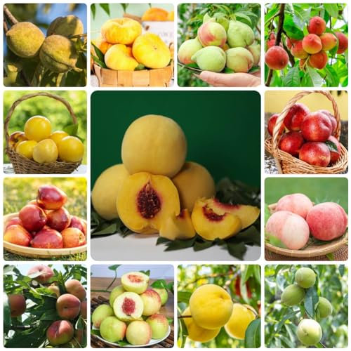30 Pcs Pfirsichbaum Samen - Bio Saatgut, Alte Sorten Saatgut Pfirsich Samen, Prunus Persica, Obstbäume Kaufen Geschenke Für Gartenliebhaber Obst Samen Gartendeko Für Draußen Zimmerpflanzen