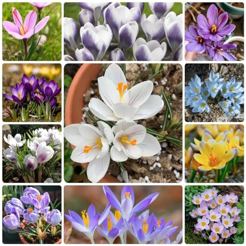 15 Pcs Krokusse Zwiebeln Safran - Crocus Sativus - Blumenzwiebel, Balkonpflanzen Krokus Zwiebeln, Safran Zwiebeln, Blumenzwiebeln Frühblüher, Hydrokultur Pflanzen Bodendecker Winterhart