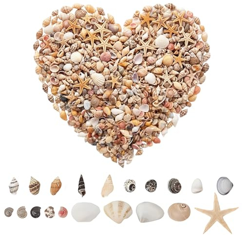 1000 Stück Deko Muscheln, Muscheln zum Basteln, Mini-shells, 20+ Arten shells Deko, für DIY Handwerk, Hausdekor und Hochzeitsdekoration
