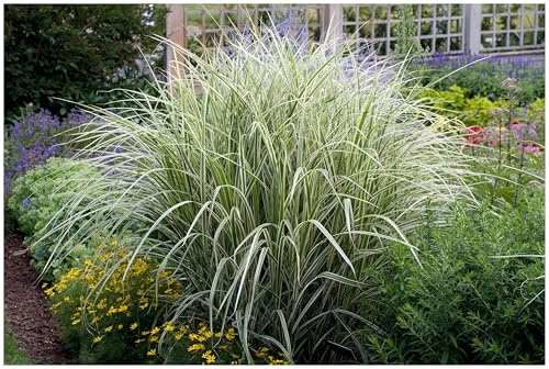 Stauden Gänge 1 x Miscanthus sinensis 'Variegatus' winterhart | Weißes Ziergras für Sonne, Blüte August bis Oktober, mehrjährig, XXL Topf (23 cm)