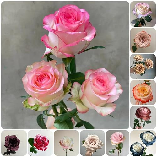 semi di rosa rari, Aiuole rialzate per giardino, fiori da seme semi di rosa piante rampicanti resistenti, aiuole letto rialzato, letto balcone bonsai, piante tappezzanti resistenti 300pcs