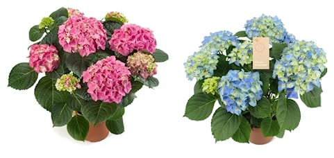 Duo de Hortensias Plantas Naturales de Colores - Azul y Rosa
