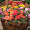 Welldales 100 Mixed UK Moss Rose Seeds Portulaca Grandiflora Grow Coloured Garden Flowers