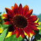Luojuny Semi di girasole, 30 pezzi di semi di fiori agglomeranti irrigazione media attraenti semi di girasole misti naturali forniture da giardino Rosso