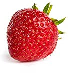 20 Senga Sengana Erdbeerpflanzen - Frigo Plus Pflanzen - Pflanzzeit: März/April - Ernte: Juni - Erdbeersetzlinge/Erdbeerstecklinge - Erdbeerprofi.de