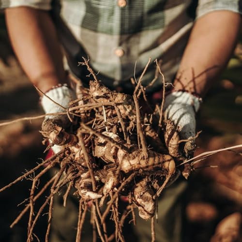 50 Pcs Galgant Samen - Bodendecker Gartenkräuter, Bio Saatgut Gemüse Galgant Kaufen Samen, Gewächshaus Balkon, Kräuter Pflanzen Kräuter, Gemüsesamen Winterhart Seltene Pflanzen, Gemüse