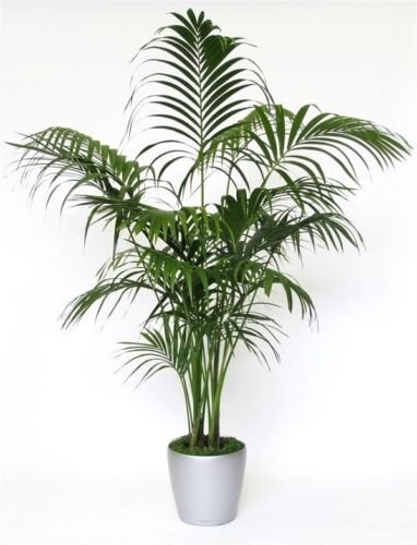 Howea forsteriana - Kentia palma - 10 semillas grandes