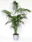 Howea forsteriana - Kentia palma - 10 semillas grandes