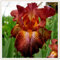 Iris grandiflora - wunderschöne Blüten, mehrjährige Qualitätszwiebeln, winterharte Qualität, auffällige Blütenblattform, zum sofortigen Einpflanzen geeignet-6 zwiebeln-f