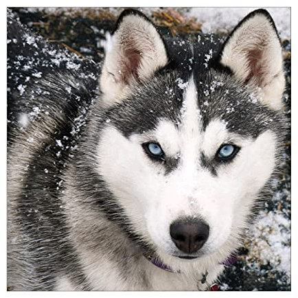 MXJSUA 5D-Diamant-Malset, komplettes Diamantmalerei-Set, Husky, Stickerei, Strass, Kreuzstich, Kunsthandwerk für Heimwanddekoration, 30 x 30 cm, Malen nach Zahlen