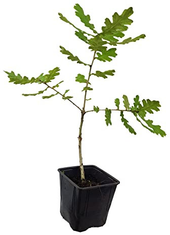 Seedeo® Ungarische-Eiche (Quercus frainetto) Pflanze ca. 10-20 cm hoch Klimabaum