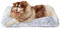EHEYCIGA Flauschig Hundebett Grosse Hunde XXL, Hundekissen Waschbar, Kuschelig rutschfest Hundematte mit Langem Plüsch, Grau, 120x90cm