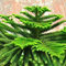 Neue frische 90 Stück Araucaria Heterophylla Baumsamen