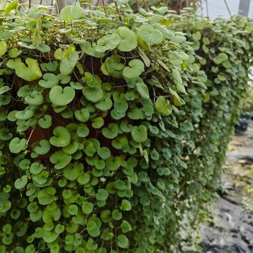 200 piezas Semillas de hierba Dichondra Repens, semillas de flores silvestres resistentes que cubren el suelo Dichondra Micrantha, Plantar plantas que cubra el suelo en el exterior.