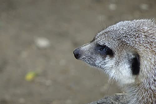 HANSEPUZZLE 82219 - Maulwurf Puzzle 2000 Teile | Tierwelt Puzzle mit hochwertiger Puzzle Aufbewahrung: Kartonbox und Wieder verschließbarem Beutel | Puzzle-Maße: 90 x 60 cm