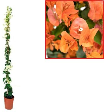 Buganvilla en tutor Planta Natural - Bougainvillea planta viva - Planta Natural Decorativa trepadora (En tutor Naranja)