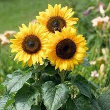 45 semillas de girasol, Maximiliano, perenne, amarillo.