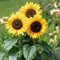 45 semillas de girasol, Maximiliano, perenne, amarillo.