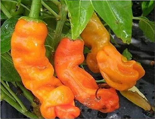 Stk - 40x Penis Chili Peter Pepper Orange Gemüse Pflanzen - Samen A16 - Seeds & Plants Shop by Ipsa