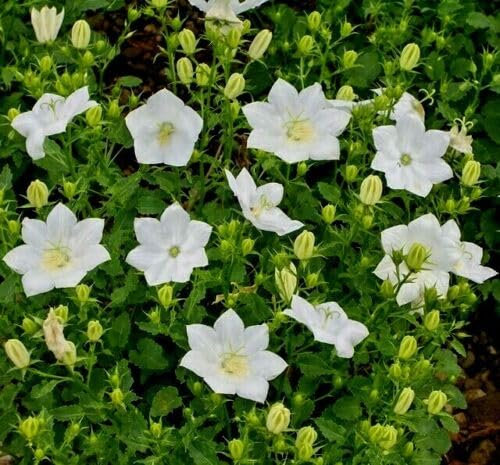 Buy4seeds 1000 Seeds Campanula carpatica White Bellflower Useful for Gardening (1000 Seeds) Easy to Grow
