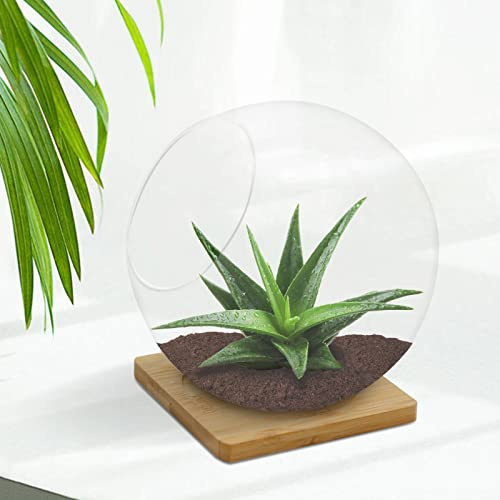 Terrarium en verre avec tapis en bambou, mini terrarium de jardin, vase rond en verre biseauté, vase écologique pour plantes grasses, plantes aériennes, mousse