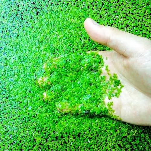 30g Duck Weed Duckweed Pond Live Aquarium Floating Plants Tropical Shrimp Fish