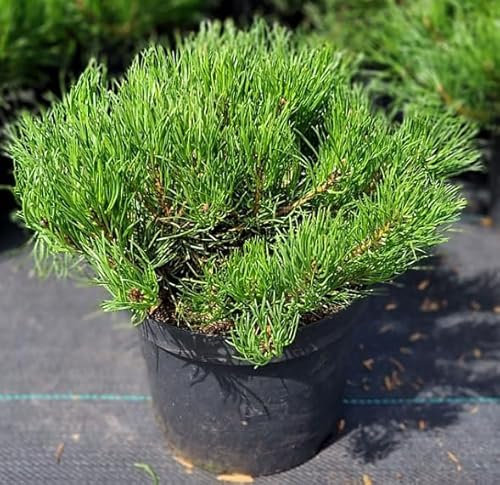 Evergreen Dwarf Mountain Pine Tree - Pinus mugo 'Mops' Plant for Rockery Garden or Bonsai - Dwarf Pine Dense Needles in 15cm Pot - 30cm Height