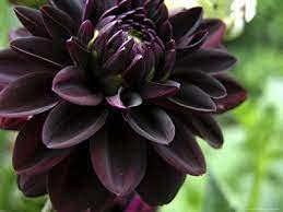 Graines de fleurs de dahlia noir paquet de 100 graines