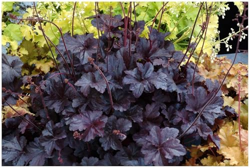 Stauden Gänge 3 x Heuchera Hybride 'Obsidian' Purpurglöckchen winterhart | Immergrüner Bodendecker mit schwarzem Laub für Schatten und Halbschatten, mehrjährig, pflegeleicht, 1 L Topf (11x11 cm)