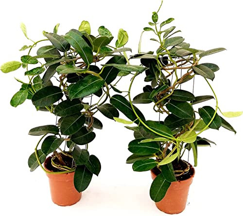 Stephanotis Floribunda - Plantas Vivas - Pack 2 Unidades - Jazmín de Madagascar - Plantas Naturales