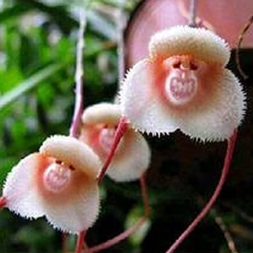 Haloppe 100/200 Stücke Affengesicht Orchidee Blumen Pflanzen Samen für Hausgarten Pflanzen, Blumensamen seltene neuartige Form Pflanzensamen für Garten 200pcs