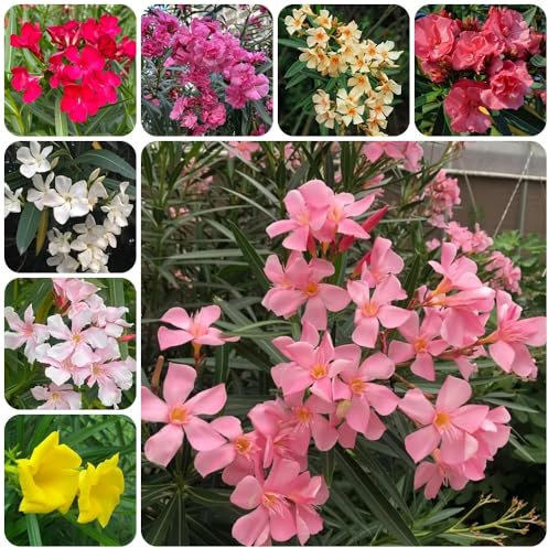 Semillas de adelfa - regalos para los amantes de la jardinería Nerium oleander - plantas resistentes en macetas plantas perennes resistentes jardín de plantas regalos sostenibles 20pcs