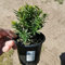 12 Taxus cuspidata Nana, jap. Zwergeibe 10-20 cm Eibe