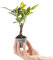 Baby Gold Dust Croton Pflanze Codiaeum Aucubaefolia Immergrüne Zimmerpflanze Geschenk