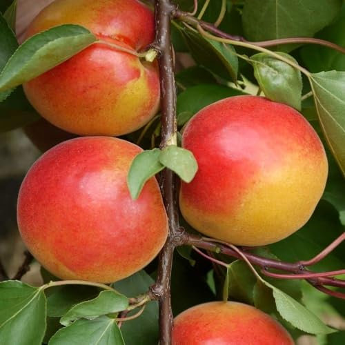 Plant Theory 1.5m Apricot Pink Marry Edible Cooking Outdoor Fruit Tree 12L Pot SJA Rootstock