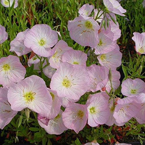 6 x Oenothera Speciosa 'Siskiyou' - Garten-Nachtkerze Siskiyou Topf 9x9cm