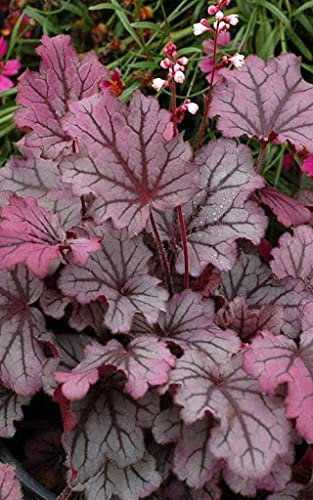 Genipap 6 Stück Zwerg Cavendish Bananenbaum