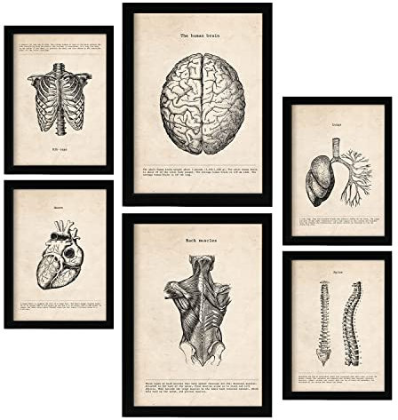 Nacnic Oberkörper Postern. Medizinische Illustrationen im Vintage Stil von Anatomie, Körperteilen, Knochen und Muskeln. Innenarchitektur und Dekoration. A4 & A3 Schwarze Rahmen.