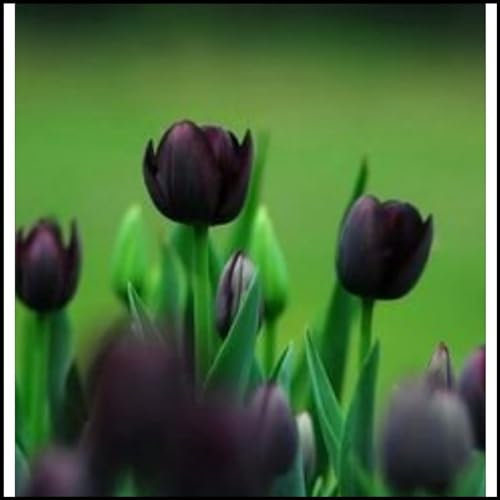 Tulpen zwiebeln,winterharte pflanzen,voller Vitalität,pflegeleicht,in verschiedenen Farben erhältlich,duftend,geeignet für Gärten,tulpenzwiebeln winterhart mehrjährig rosa.-25zwiebeln-B