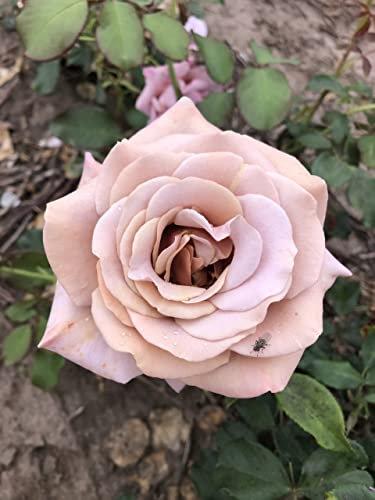 'Koko Loko' Potted Rose - Unusual Dusky Pink Scented Blooms - 4 Litre Pot